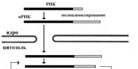 Созревание (процессинг РНК)